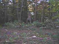 Conn 073.jpg